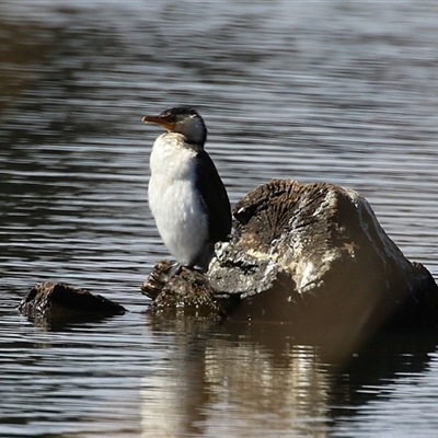 Microcarbo melanoleucos (Little Pied Cormorant) at Isabella Plains, ACT - 25 Aug 2025 by RodDeb
