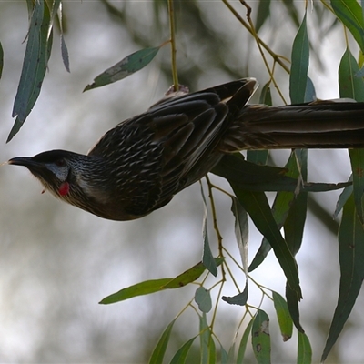 Anthochaera carunculata (Red Wattlebird) at Isabella Plains, ACT - 25 Aug 2025 by RodDeb