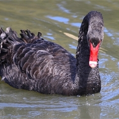 Cygnus atratus (Black Swan) at Isabella Plains, ACT - 25 Aug 2025 by RodDeb