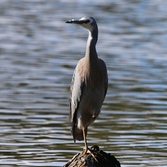 Egretta novaehollandiae (White-faced Heron) at Isabella Plains, ACT - 25 Aug 2025 by RodDeb