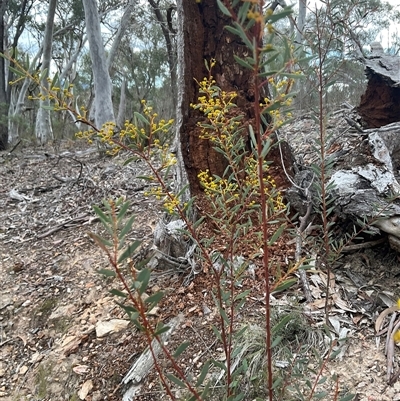 Acacia buxifolia subsp. buxifolia (Box-leaf Wattle) at Yarralumla, ACT - 24 Aug 2025 by Jennybach