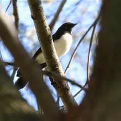 Rhipidura leucophrys (Willie Wagtail) at Isabella Plains, ACT - 25 Aug 2025 by RodDeb
