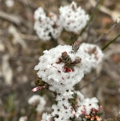Styphelia attenuata (Small-leaved Beard Heath) at Aranda, ACT - 24 Aug 2025 by Jennybach