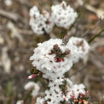 Styphelia attenuata (Small-leaved Beard Heath) at Aranda, ACT - 24 Aug 2025 by Jennybach