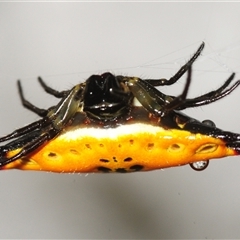 Gasteracanatha quadrispinosa (Four-spined Jewel Spider) at Meldale, QLD - 22 Aug 2025 by Harrisi
