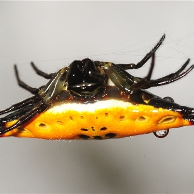 Gasteracanatha quadrispinosa (Four-spined Jewel Spider) at Meldale, QLD - 22 Aug 2025 by Harrisi