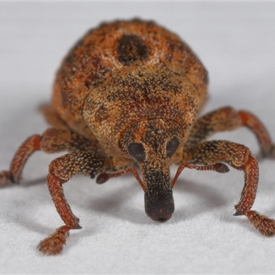 Cryptoplini sp. (tribe) (Weevil) at Lawson, ACT - 25 Aug 2025 by TimL