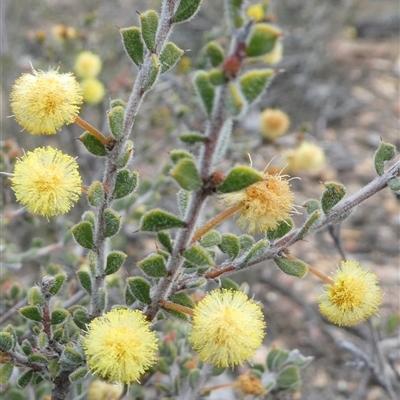 Acacia gunnii (Ploughshare Wattle) at Ballyroe, NSW - 10 Oct 2018 by TwoRivers
