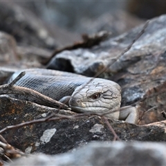 Tiliqua scincoides scincoides (Eastern Blue-tongue) at Fyshwick, ACT - 25 Aug 2025 by davidcunninghamwildlife