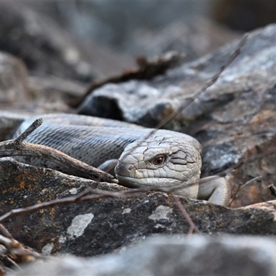 Tiliqua scincoides scincoides (Eastern Blue-tongue) at Fyshwick, ACT - 25 Aug 2025 by davidcunninghamwildlife