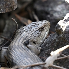 Tiliqua scincoides scincoides at Fyshwick, ACT - 25 Aug 2025 04:00 PM