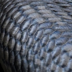 Tiliqua scincoides scincoides at Fyshwick, ACT - 25 Aug 2025 04:00 PM