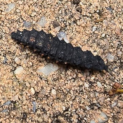 Lycidae (family) (Net-winged beetle) at Isaacs, ACT - 26 Aug 2025 by Mike