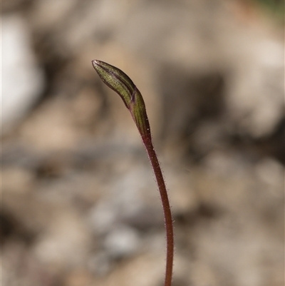 Caladenia caerulea (Blue Fingers, Blue Fairies) at Bruce, ACT - 26 Aug 2025 by RobertD