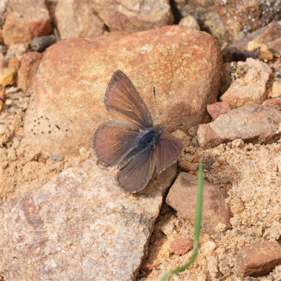Erina sp. (genus) (A dusky blue butterfly) at Aranda, ACT - 26 Aug 2025 by RobertD