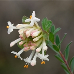 Pimelea linifolia subsp. linifolia (Queen of the Bush, Slender Rice-flower) at Acton, ACT - 26 Aug 2025 by RobertD