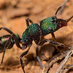 Rhytidoponera metallica (Greenhead ant) at Strathnairn, ACT - 16 Jul 2023 by Debbie05