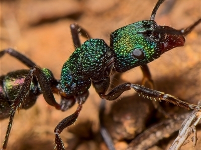 Rhytidoponera metallica (Greenhead ant) at Strathnairn, ACT - 16 Jul 2023 by Debbie05