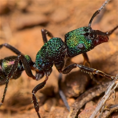 Rhytidoponera metallica (Greenhead ant) at Strathnairn, ACT - 16 Jul 2023 by Debbie05