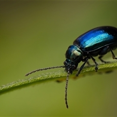 Altica sp. (genus) (Flea beetle) at Acton, ACT - 28 Nov 2024 by Debbie05