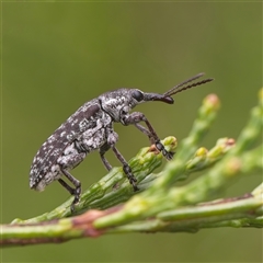 Unverified Weevil (Curculionoidea) at Strathnairn, ACT - 1 Dec 2024 by Debbie05