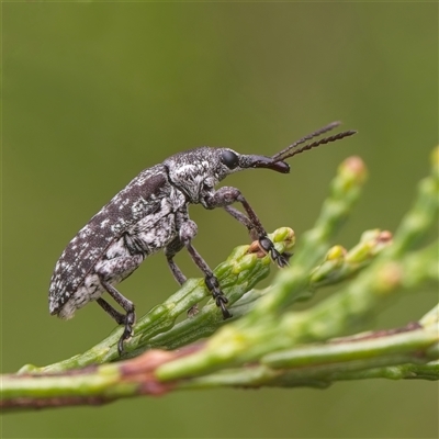 Unverified Weevil (Curculionoidea) at Strathnairn, ACT - 1 Dec 2024 by Debbie05
