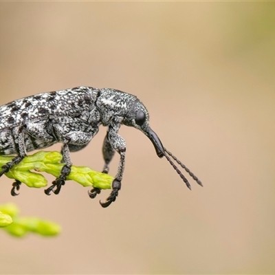 Unverified Weevil (Curculionoidea) at Strathnairn, ACT - 1 Dec 2024 by Debbie05