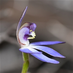 Caladenia caerulea (Blue Fingers, Blue Fairies) at Denman Prospect, ACT - 26 Aug 2025 by RobG1