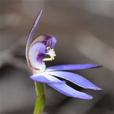 Caladenia caerulea (Blue Fingers, Blue Fairies) at Denman Prospect, ACT - 26 Aug 2025 by RobG1