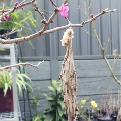 Metura elongatus (Saunders' Case Moth) at Calderwood, NSW - 26 Aug 2025 by CSK