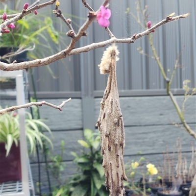 Metura elongatus (Saunders' Case Moth) at Calderwood, NSW - 26 Aug 2025 by CSK