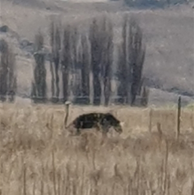 Struthio camelus (Ostrich) at Billilingra, NSW - 26 Aug 2023 by jmcleod