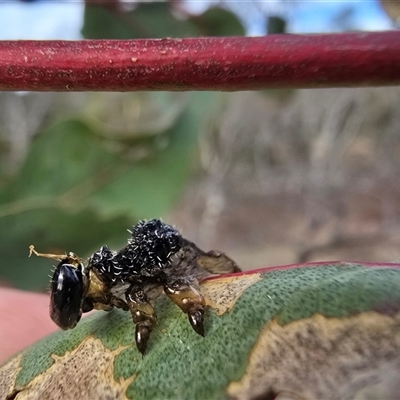 Perginae sp. (subfamily) (Unidentified pergine sawfly) at O'Malley, ACT - 26 Aug 2025 by Mike