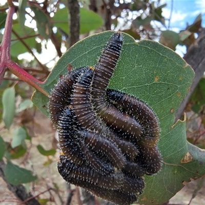 Perginae sp. (subfamily) (Unidentified pergine sawfly) at O'Malley, ACT - 26 Aug 2025 by Mike