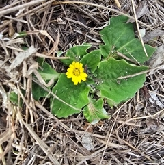 Cymbonotus (genus) (Bears Ears) at O'Malley, ACT - 26 Aug 2025 by Mike
