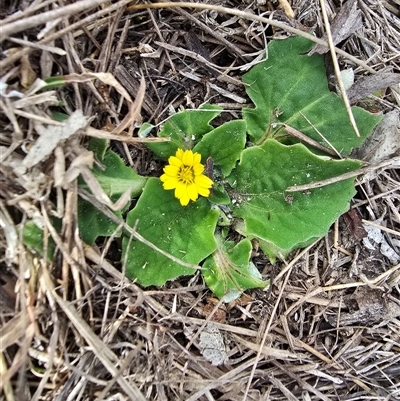 Cymbonotus (genus) (Bears Ears) at O'Malley, ACT - 26 Aug 2025 by Mike