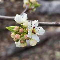 Pyrus sp. (An Ornamental Pear) at O'Malley, ACT - 26 Aug 2025 by Mike