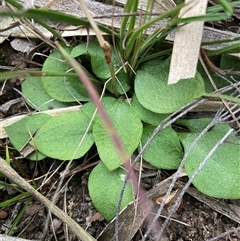 Speculantha sp. at Aranda, ACT - 24 Aug 2025 by Jennybach