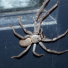 Isopeda canberrana (Canberra Huntsman Spider) at Higgins, ACT - 26 Aug 2025 by AlisonMilton