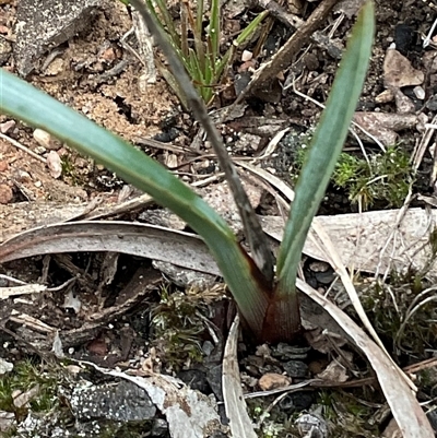 Dianella revoluta var. revoluta (Black-Anther Flax Lily) at Aranda, ACT - 24 Aug 2025 by Jennybach