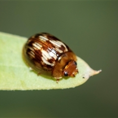 Peltoschema delicatulum (Leaf beetle) at Higgins, ACT - 26 Aug 2025 by AlisonMilton