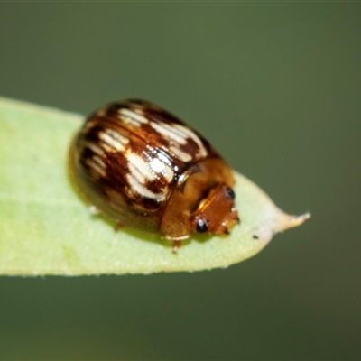 Peltoschema delicatulum (Leaf beetle) at Higgins, ACT - 26 Aug 2025 by AlisonMilton