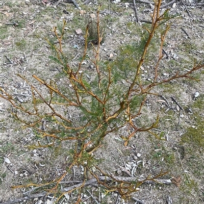 Acacia decurrens (Green Wattle) at Yarralumla, ACT - 24 Aug 2025 by Jennybach