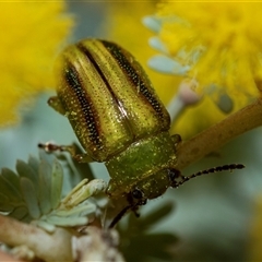 Calomela juncta (Leaf beetle) at Higgins, ACT - 26 Aug 2025 by AlisonMilton
