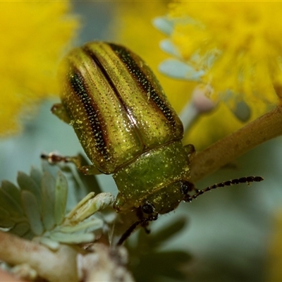 Calomela juncta (Leaf beetle) at Higgins, ACT - 26 Aug 2025 by AlisonMilton