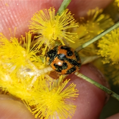 Coccinella transversalis (Transverse Ladybird) at Scullin, ACT - 24 Aug 2025 by AlisonMilton