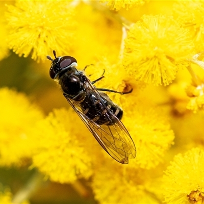 Melangyna viridiceps (Hover fly) at Higgins, ACT - 26 Aug 2025 by AlisonMilton