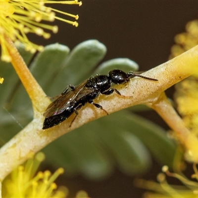 Unverified Wasp (Hymenoptera, Apocrita) at Higgins, ACT - 26 Aug 2025 by AlisonMilton
