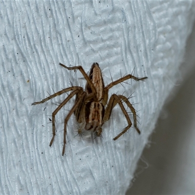 Oxyopes (genus) (Lynx spider) at Higgins, ACT - 26 Aug 2025 by AlisonMilton