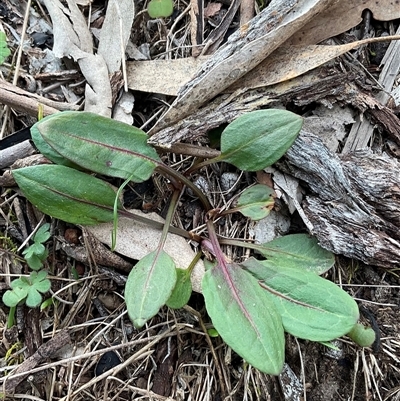 Rumex sp. (A Dock) at Yarralumla, ACT - 24 Aug 2025 by Jennybach